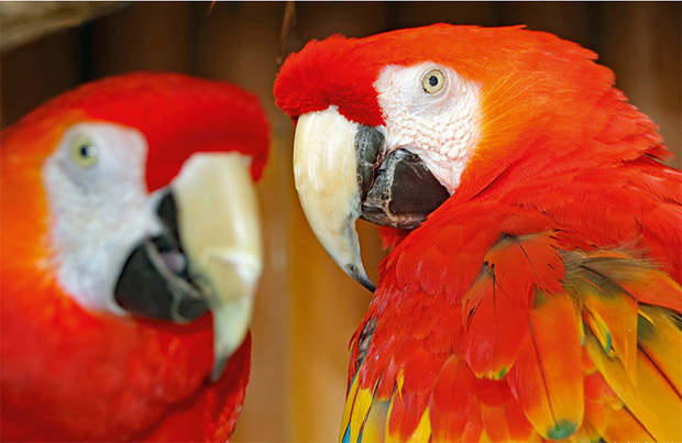 Tierisch schön! Der Karlsruher Zoo-Kalender 2018