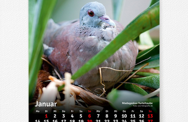 Kalender Zoofreunde 2019 