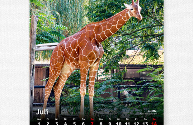 Kalender Zoofreunde 2019 