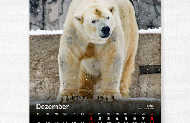 Kalender Zoofreunde 2019 