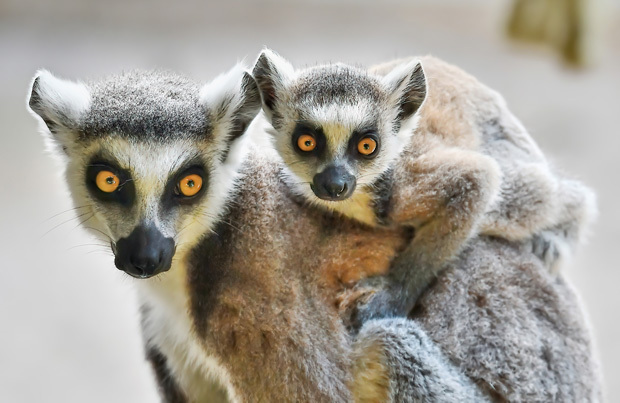 Der Karlsruher Zoo-Kalender 2020 ist erhältlich!