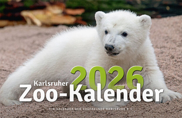 Jetzt erhältlich: Der Karlsruher Zoo-Kalender 2026 mit Fotos von Eisbär Mika