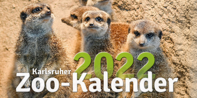 Teaser Bild