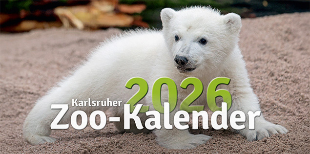 Teaser Bild